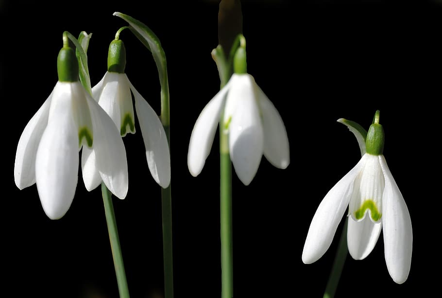 output/perce-neige.jpg